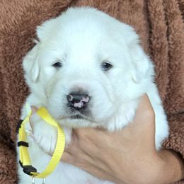 Flounder - White male Great Pyrenees puppy in Antwerp, New York from Empyre Great Pyrenees