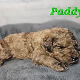 Paddy - Merle-sable male Saint Berdoodle puppy in Battle Ground, Washington from Mad Hatter Farms Saint Berdoodles