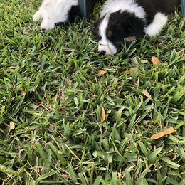Australian Shepherd Puppies from Point Break