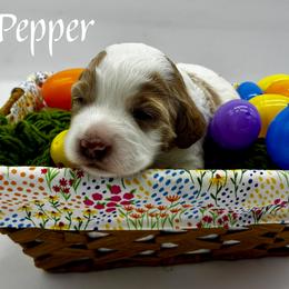 Bernedoodle, Goldendoodle, and Golden Mountain Doodle Puppies from Bailey Mountain Doodles