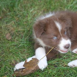 Border Collie, English Setter, and Miniature American Shepherd Puppies from First Harmony Farms