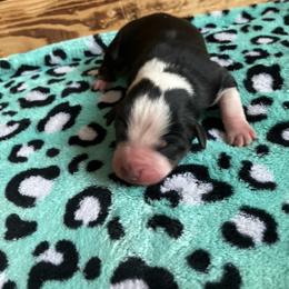 Oreo - Blue male Australian Cattle Dog puppy in Lancaster, Minnesota from Weleski Chocolate Heelers