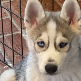 Siberian Huskies from Maplelane Siberians