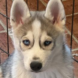 Siberian Huskies from Maplelane Siberians