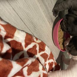 French Bulldog Puppies from Steel city Frenchy’s