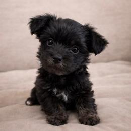 Rizzo - Black and tan male Yorkshire Terrier puppy in Goode, Virginia from Glass Hill Yorkies