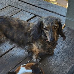 Baylee - Dachshund