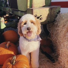 Goldendoodle All Grown Up from Nebo View Paws