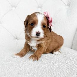 Roselle - Red  female Goldendoodle puppy in Sterling, Illinois from Charley's Goldendoodles