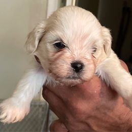 Boy 2 purple - White male Lhasa Apso puppy in Fort Worth, Texas from Sheri's Lhasa Apso Puppies