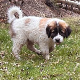 Barley - Badger male Colorado Mountain Dog puppy in Cotopaxi, Colorado from Waterloo Mountain Farm
