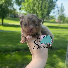 Mirabel - Chocolate merle female Pomeranian puppy in Perry County, Ohio from Speechless Pom’s