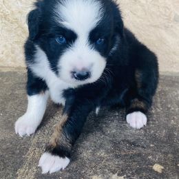 Boy 4 - Miniature Australian Shepherd puppy in Paris, Texas from Kuttin’ Up Mini Aussies