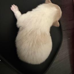White A - White female Pomeranian puppy in Cheektowaga, New York from Luxe Legacy Pomeranians