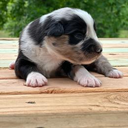 Boy 4 - Blue merle male Miniature Australian Shepherd puppy in Doddridge, Arkansas from Huddleston Farm