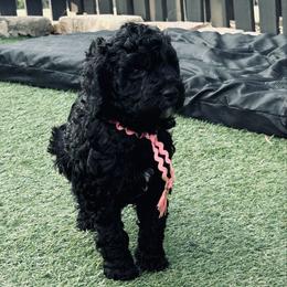 Pink girl, Maggie - Parti female Poodle puppy in Gainesville, Georgia from Rose’s Goldendoodles & Standard Poodles