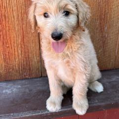 Bordoodle Puppies from JM Lazy S Doodles