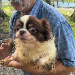 Cuca - Chocolate and white female Chihuahua puppy in New Port Richey, Florida from The Wolf Pack