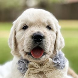 Golden Retrievers from Brightest Days