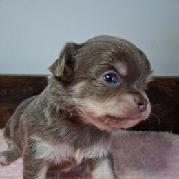 Matthew 3750.00 - Chocolate blue male Chihuahua puppy in Callao, Virginia from Grace & Glory Chihuahuas