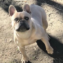 French Bulldogs from Cali Frenchies