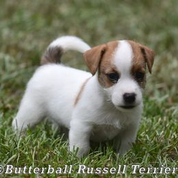 Brody - White and tan male Russell Terrier puppy in Citra, Florida from Butterball Kennel