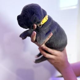 Yellow - Gray female Cane Corso puppy in Sullivan, Missouri from Midwest Cane Corso in Action