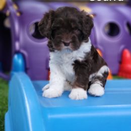 Australian Labradoodle Puppies from Providence Labradoodles