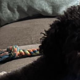 Poodles and West Highland White Terriers from JJs Puppies of the Carolinas