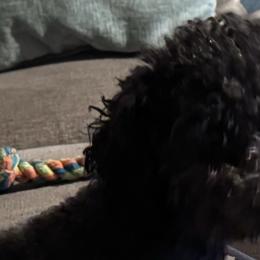 Poodles and West Highland White Terriers from JJs Puppies of the Carolinas