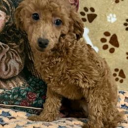 Julie - Poodle