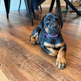 Dark Purple collar Girl - Red and rust female Doberman Pinscher puppy in Madison, Indiana from Jensen Dobermans and Dachshunds
