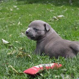 Chevelle - Blue male American Bully puppy in Jefferson, Ohio from Blue Fury's