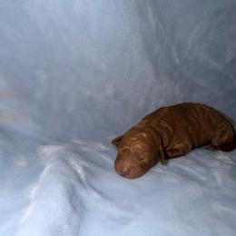 Andy - Red  male Goldendoodle puppy in Springfield, Tennessee from BK3 Miniature Goldendoodles