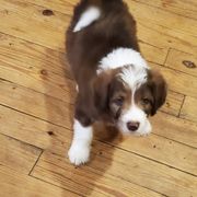 Bordoodle Puppies from Nolichuckey Bordoodles