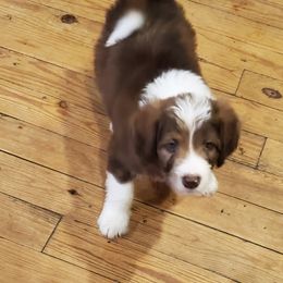 Bordoodle Puppies from Nolichuckey Bordoodles