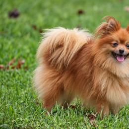 Chesnut - Chocolate sable male Pomeranian puppy in Cleveland, Georgia from Sourpatch Pomeranians