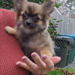 Candy - Black sabled fawn female Chihuahua puppy in Indian Trail, North Carolina from Carry On Chihuahuas