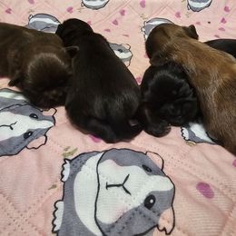 Shih Tzu puppies from Ju Shih Tzu