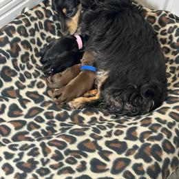 Dachshund Puppies from Deep Space Dachs
