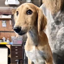 Male 3 - Red male Saluki puppy in Steamboat Rock, Iowa from River Valley Canines