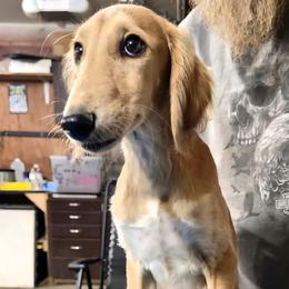 Male 3 - Red male Saluki puppy in Steamboat Rock, Iowa from River Valley Canines
