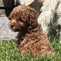 Poodle Puppies from Top Shelf Toy Dogs