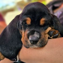 Soapy - Black tan and white female Basset Hound puppy in West Chester, Ohio from Bed-N-Bassets