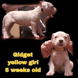 Girl 2 - yellow girl - White female Dogo Argentino puppy in Blythe, California from Dogos del Gran Reino