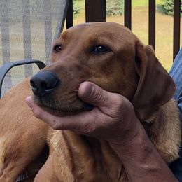Labrador Retriever Puppies from Sammy G's Gun Dogs