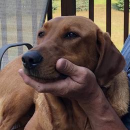 Labrador Retriever Puppies from Sammy G's Gun Dogs