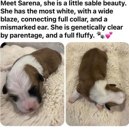 Serena - Sable female Pembroke Welsh Corgi puppy in Cashion, Oklahoma from Shabby Chic Corgis