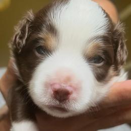 Vito - Red tri male Toy Australian Shepherd puppy in Ba, Oklahoma from Too Many Kisses Toy Aussie Kennel