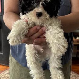 PUPPY akc - Parti male Poodle puppy in Point Pleasant Beach, New Jersey from Black Mountain Toy Poodles